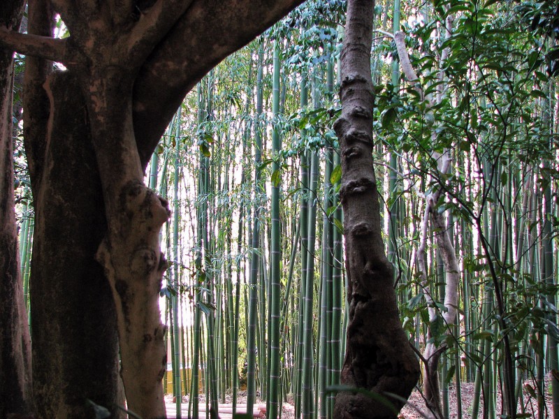 bamboo near Ginkakuji (The Silver Pavilion)
