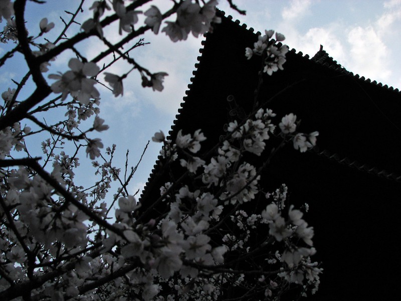 sakura japan scene