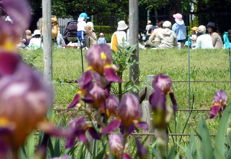 children play behind the iris flowers in japan