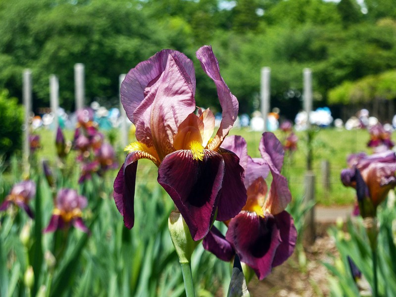 hanashobu ハナショウブ 花菖蒲