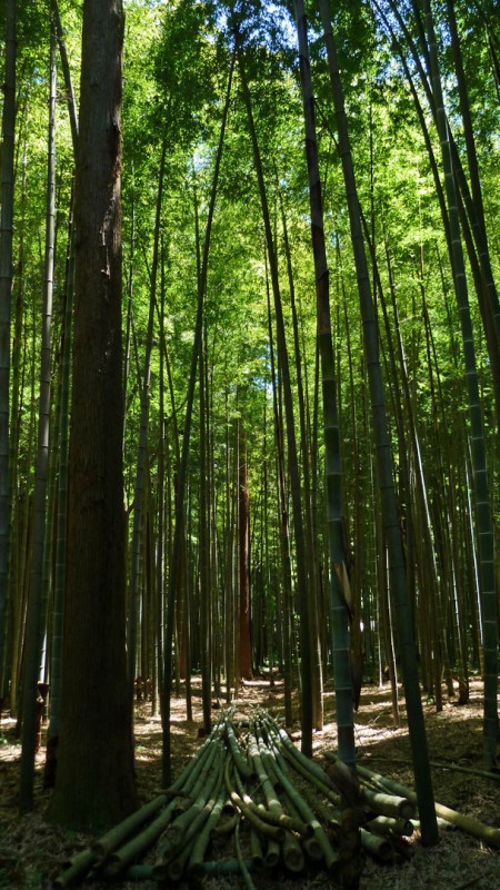 bamboo heirin-ji niiza city kumazasa 熊笹