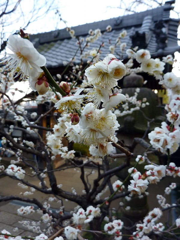 waseda shinjuku tokyo japan
