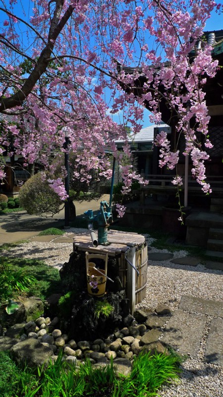 yanaka water well tokyo sakura cherry blossoms