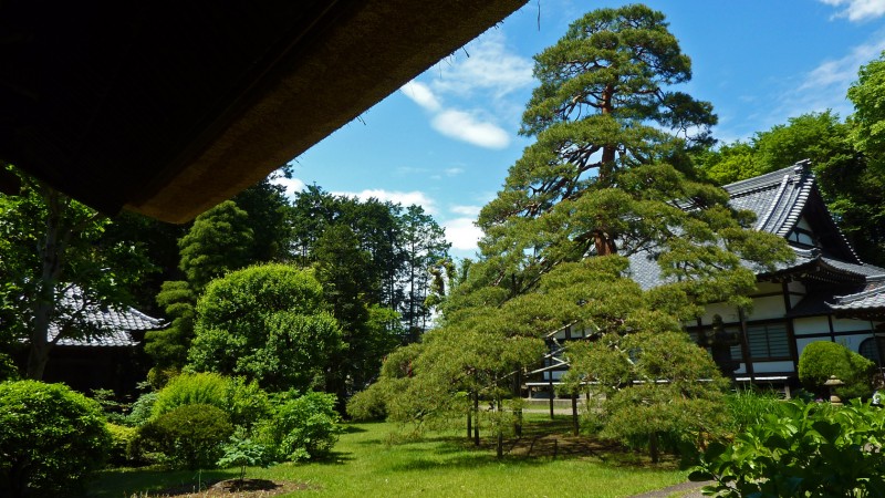 kaiganji koganei city tokyo japan pine matsu thatched roof gate