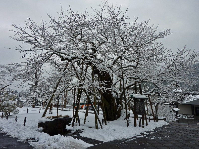ancient cherry tree covered in snow