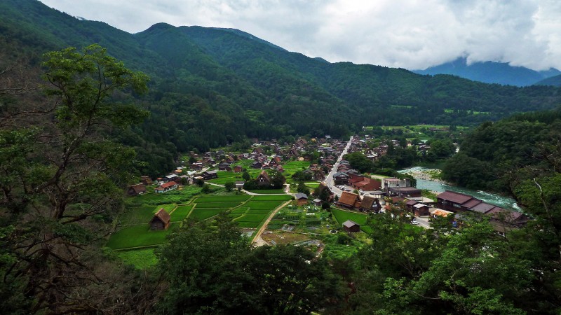 shirakawago summer july rice paddies thatch roof japanese houses