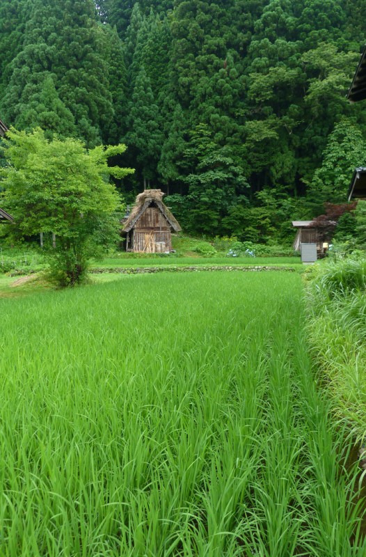 rice paddy farm shirkawago japan