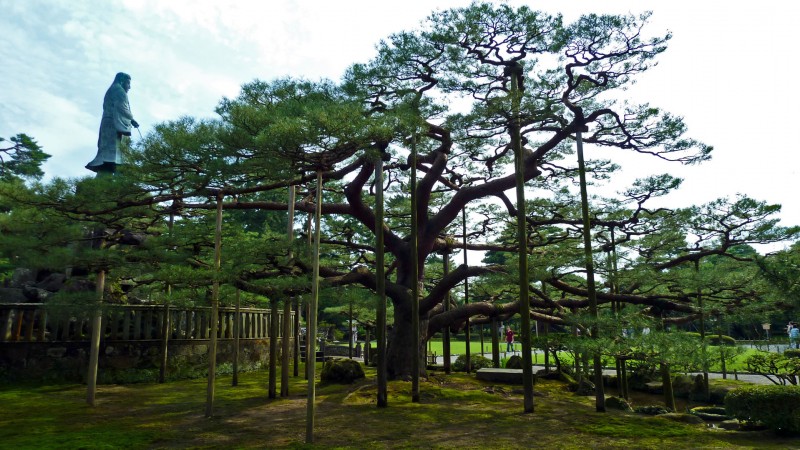 kanazawa japan korokuen karasaki matsu pine tree