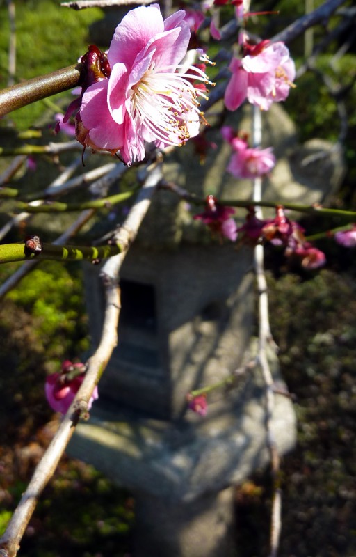 Prunus mume