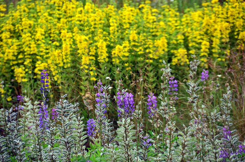 norwegian wildflowers