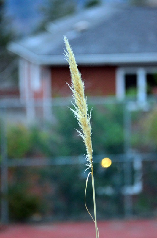 sharpness and bokeh on D7000 Sigma 70-200mm f/2.8 EX HSM Lens for Nikon