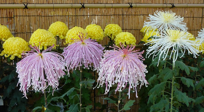 菊 kiku chrysanthemum japan flowers asakusa flower show exhibition contest chrysanthemum