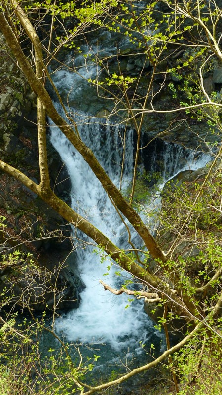 tanzawa national forest japan tokyo near waterfall