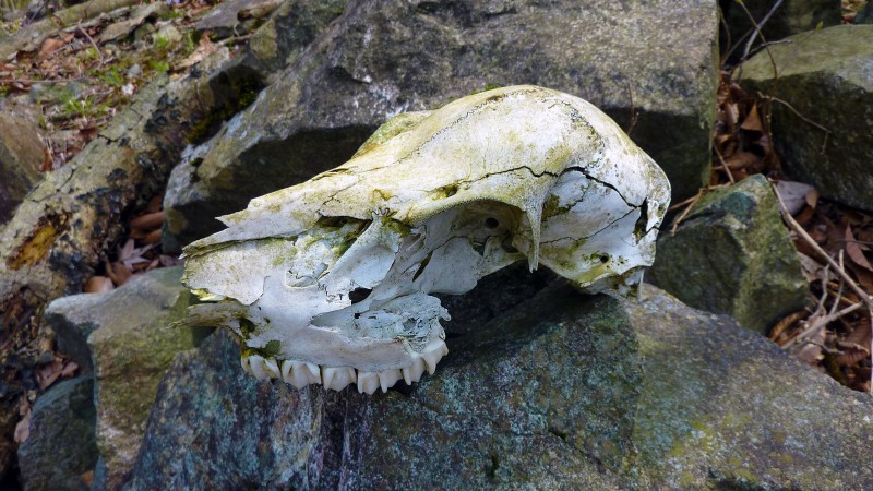 japan skull tokyo tanzawa wilderness