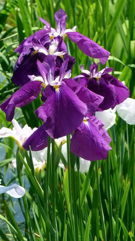irises flowers iris horikiri park
