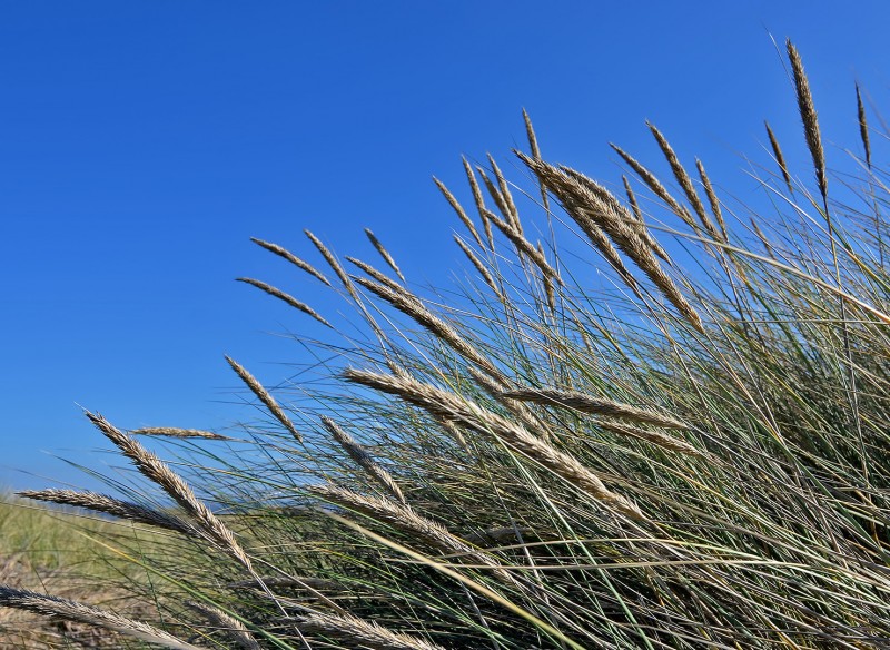 kellogg's beach crescent city california