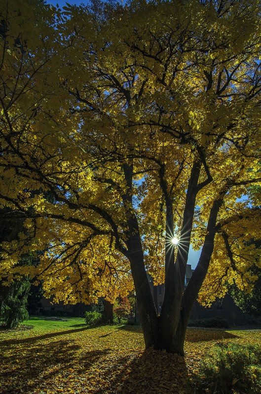 university of oregon fall autumn scene campus foliage