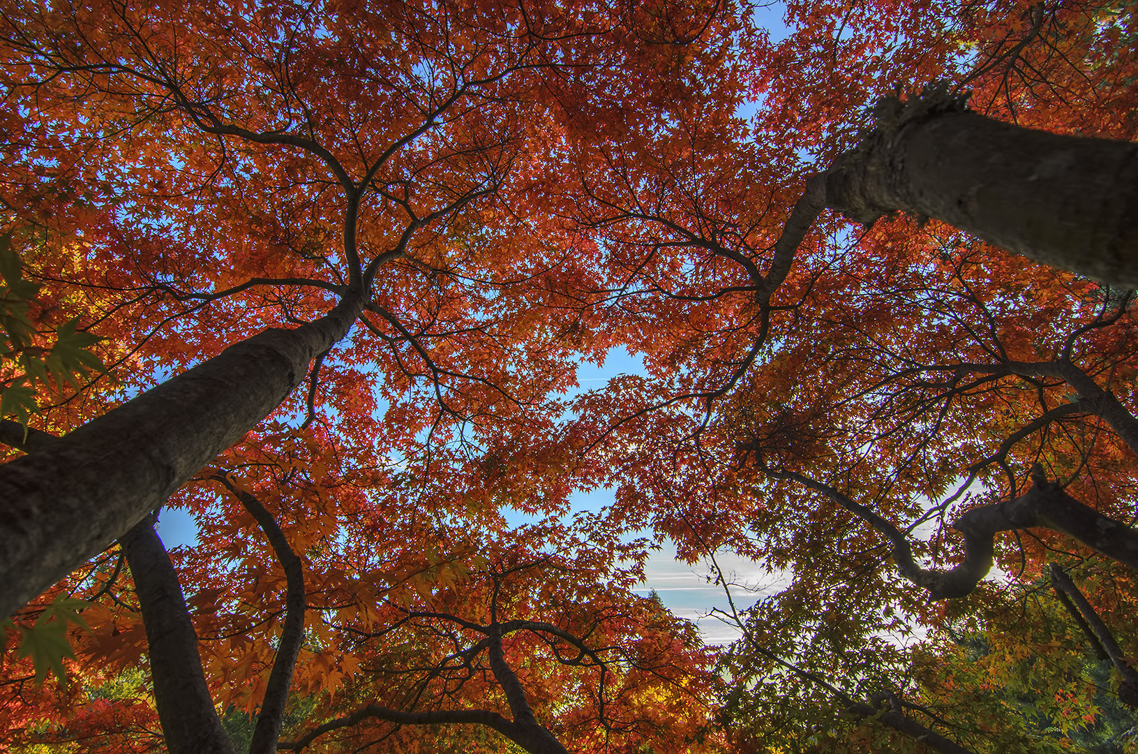 japanese maples fall autumn