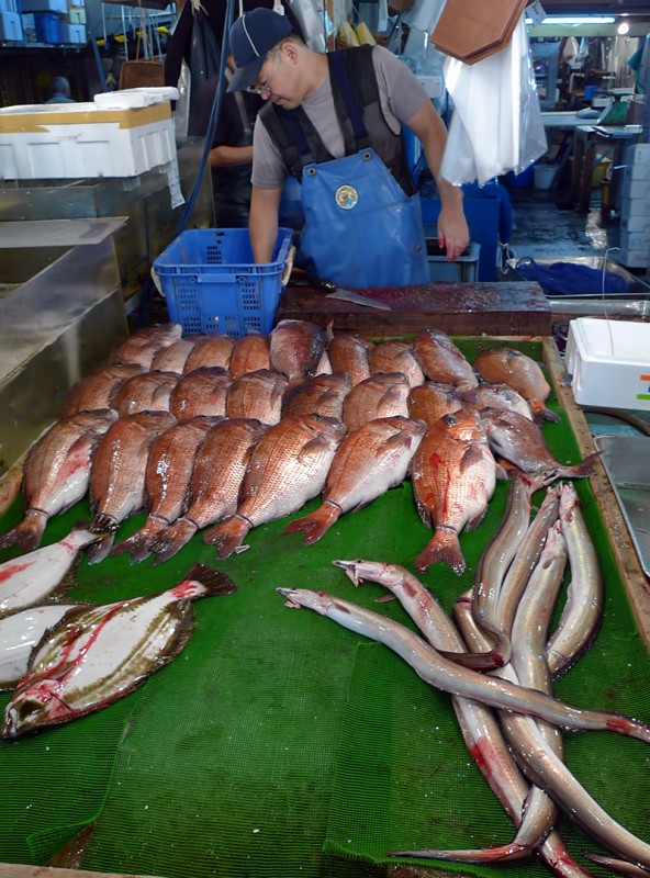 fresh fish eel tsukiji market tokyo japan