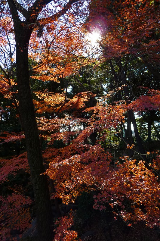 koyo autumn colors in january in tokyo