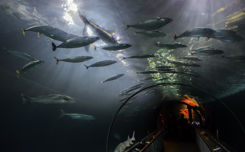 Aquarium of the Bay san francisco bay aquarium tuna