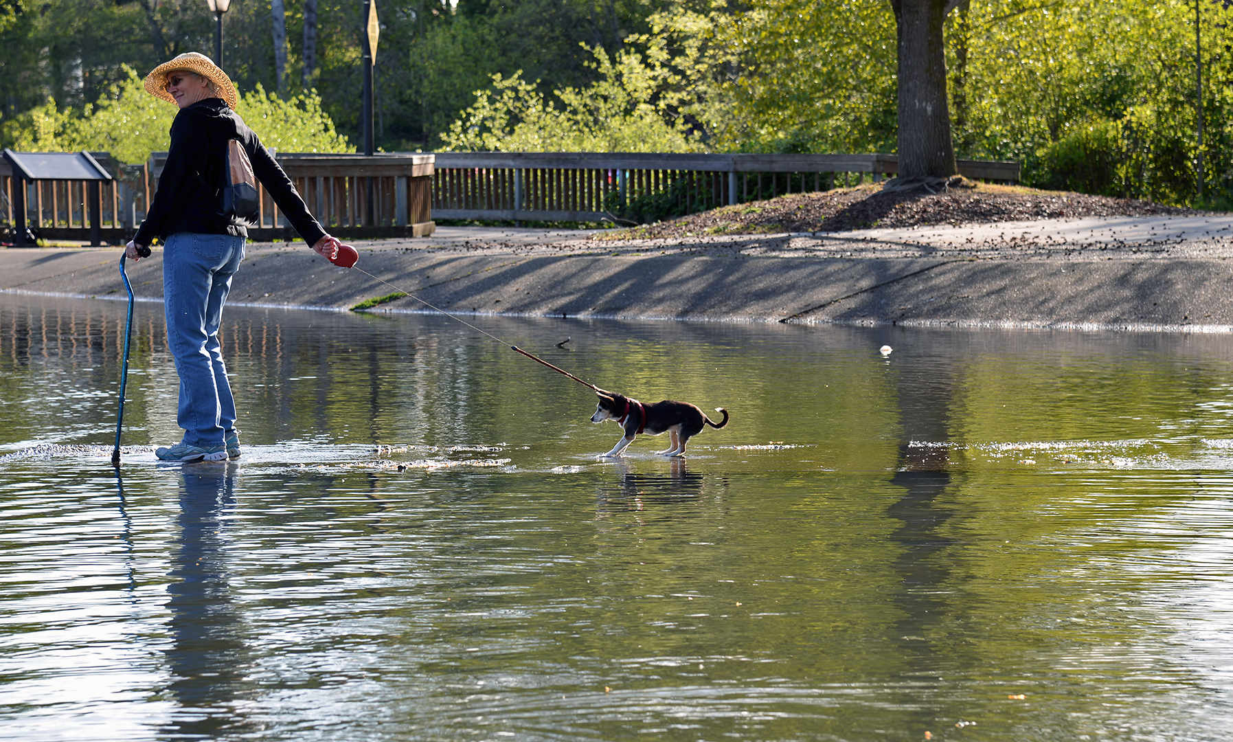dog walking on water eugene oregon