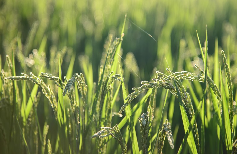 gwangju rice paddy
