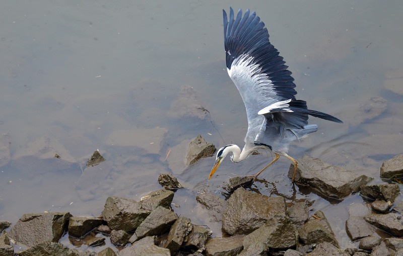 鶴 tsuru crane hiroshima bomb site
