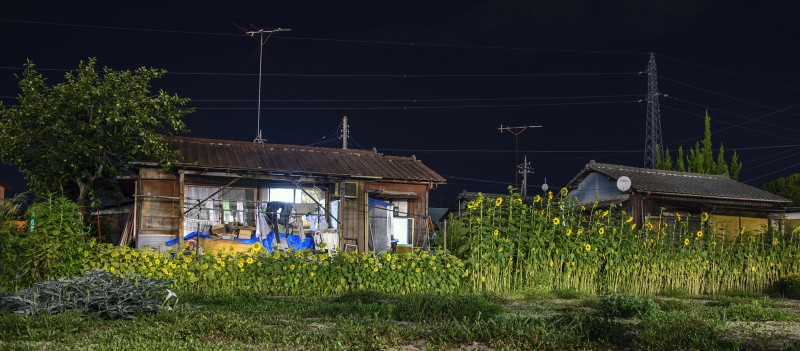 himawari sunflowers kofu kai yamanashi japan night