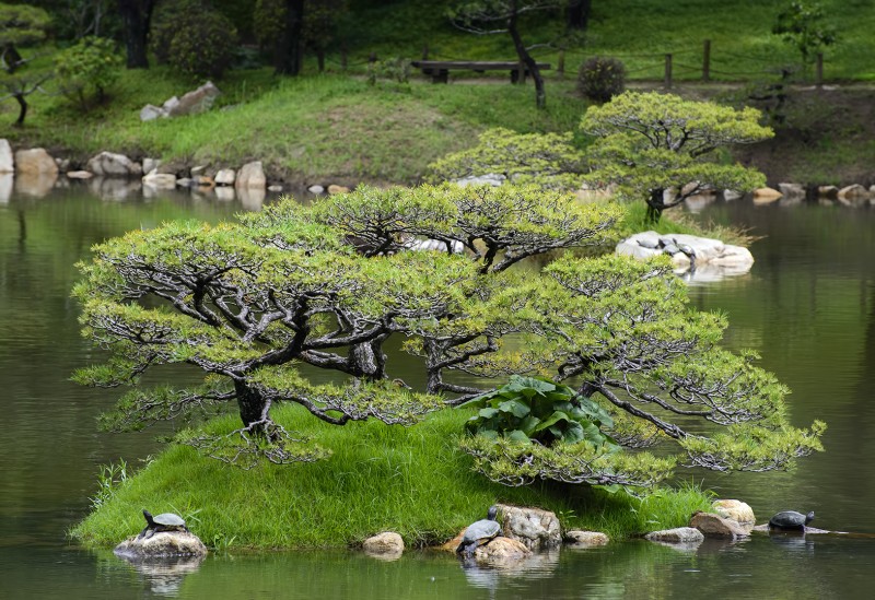 Shukkei-en 縮景園 turtles hiroshima japan garden 亀 盆栽
