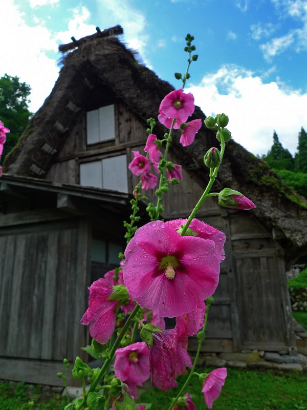 shirakawago gasshozukuri flower dew