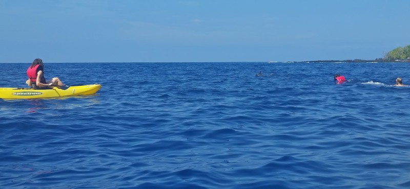 Kealakekua Bay Cook dolphins ryan
