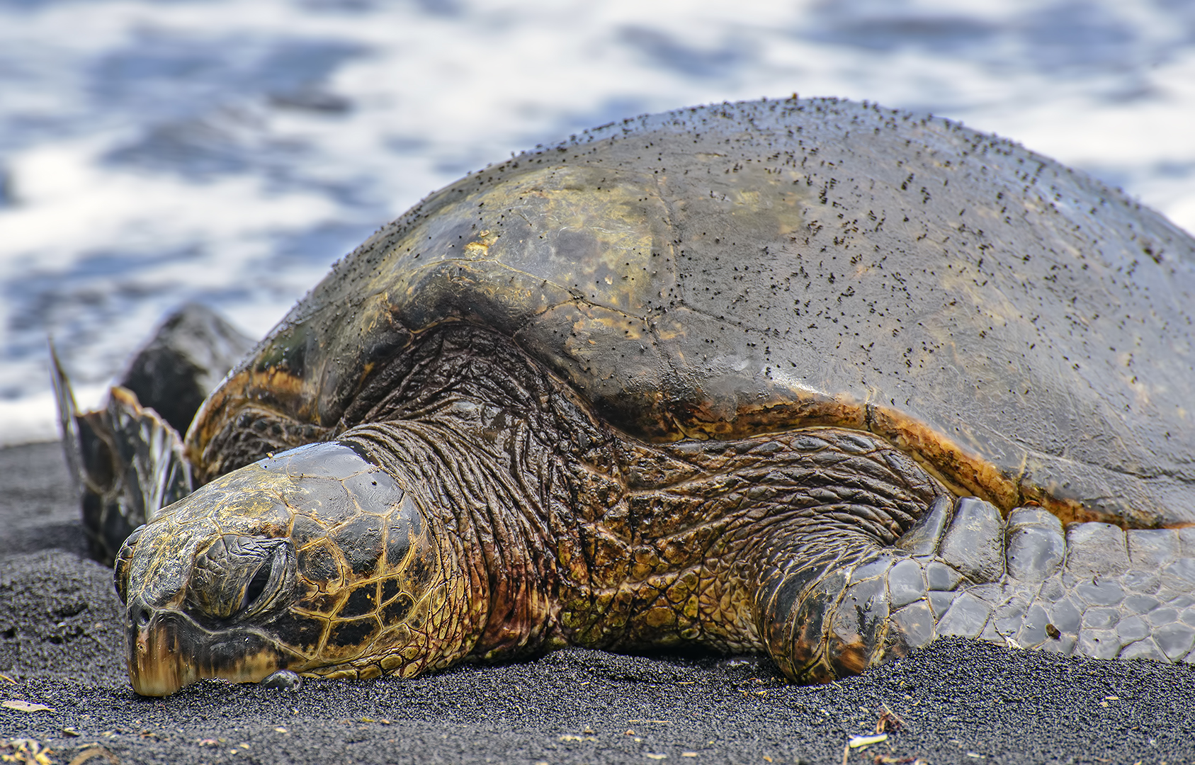 Punaluu Black Sand Beach hawaii green sea turtle