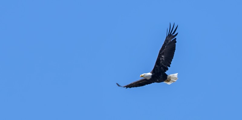beatty rooney ranch bald eagle flying male