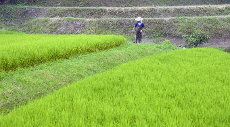 rice paddies kyoto japan