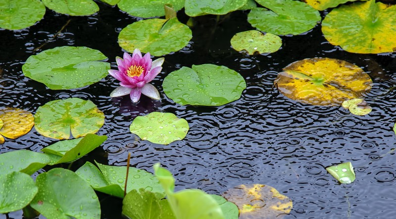  lotus flower rain hiroshima peace park