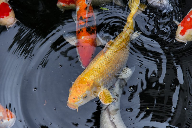 fukuoka carp