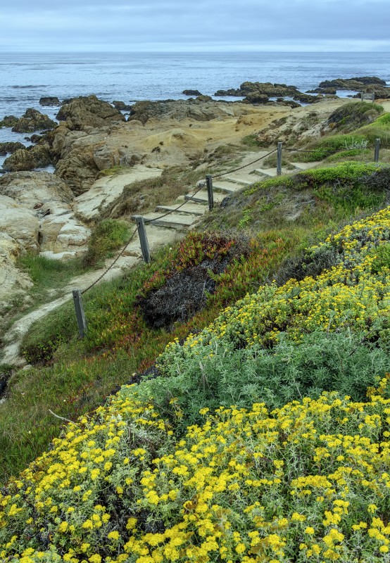 pacific grove california ocean steps yellow flowers