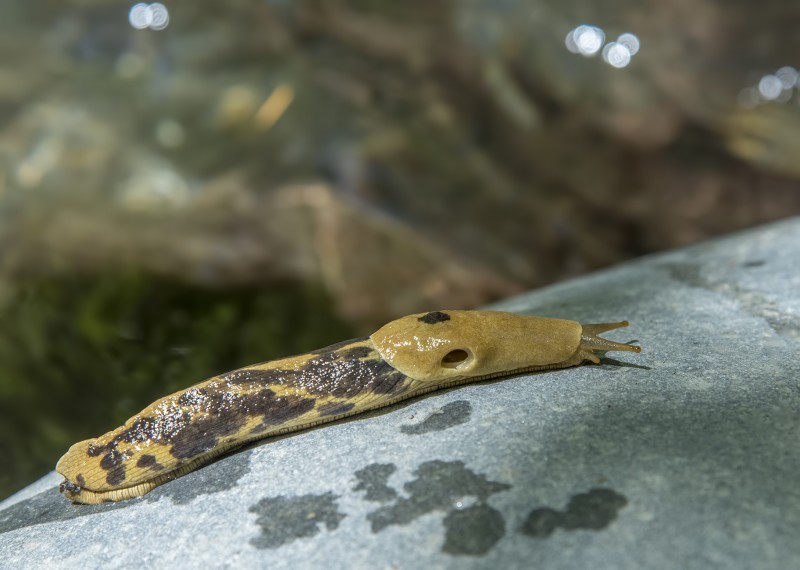 rogue river banana slug