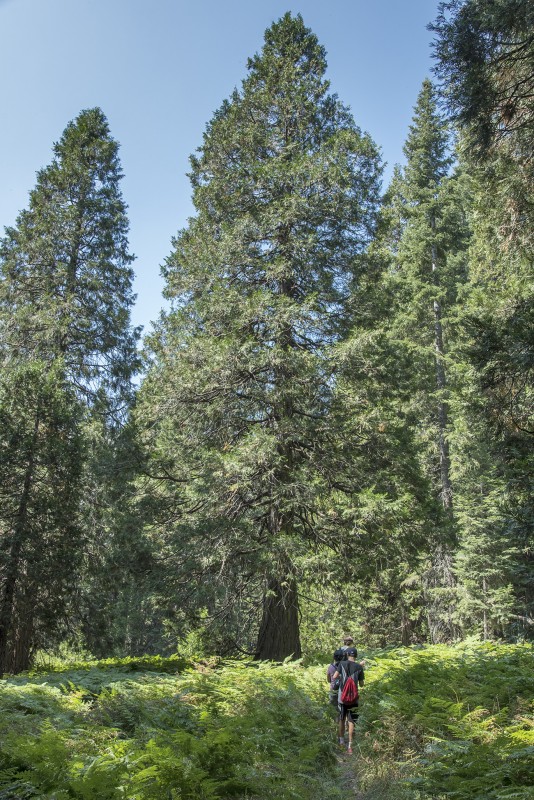 buccino bear lake trinity alps