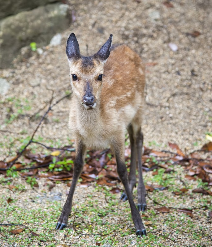 miyajima shika deer