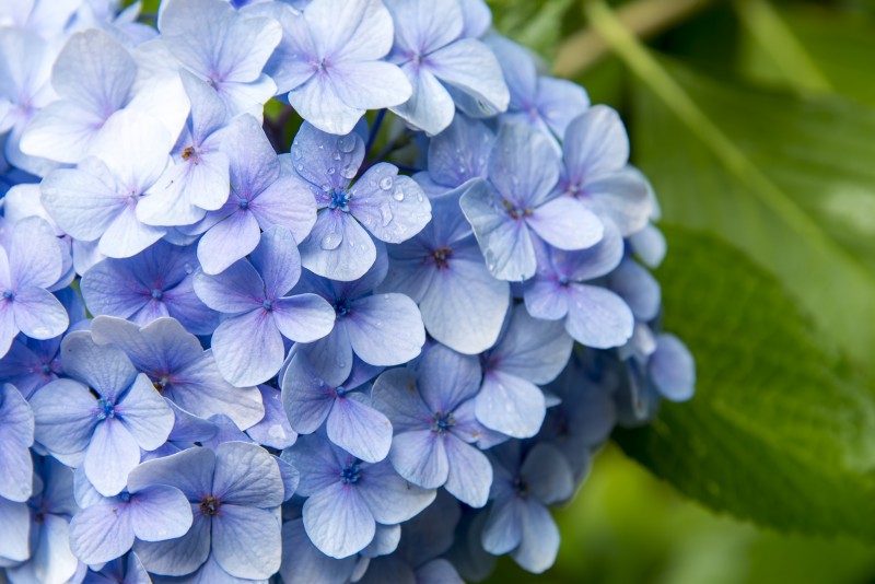 Hydrangea koyasan アジサイ属