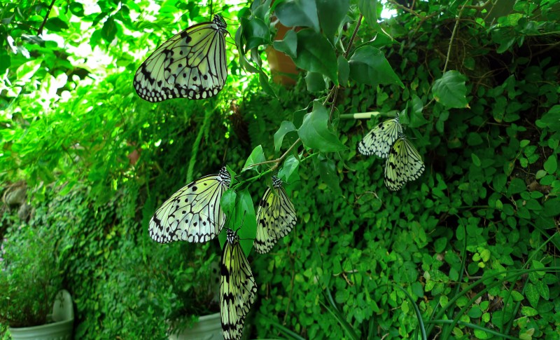 Ishikawa Prefectural Fureai Insect Museum butterflys
