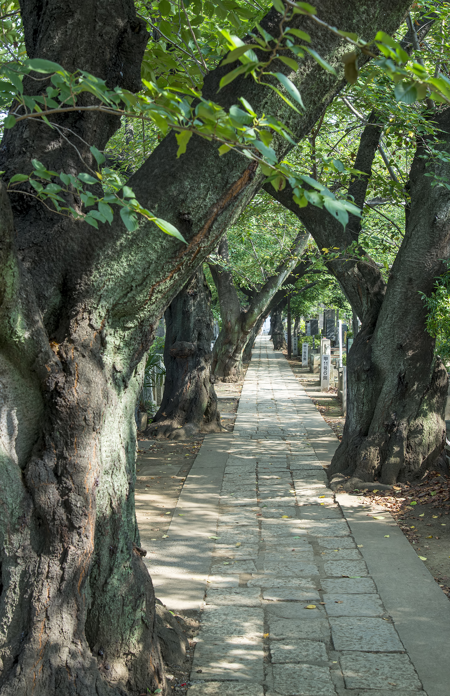 yanaka-graveyard-tokyo-old-trees