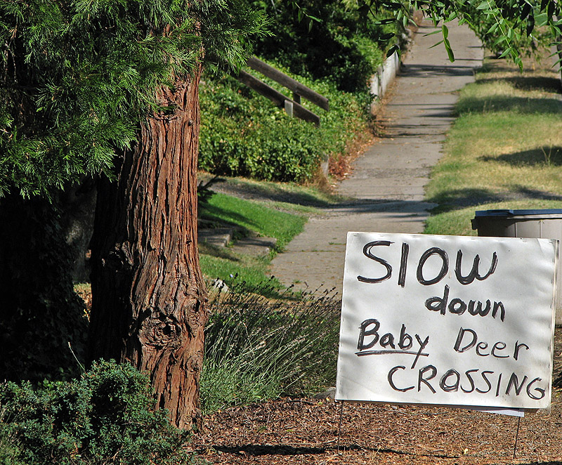 slow down for baby deer