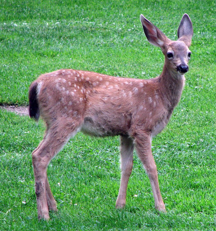 deer