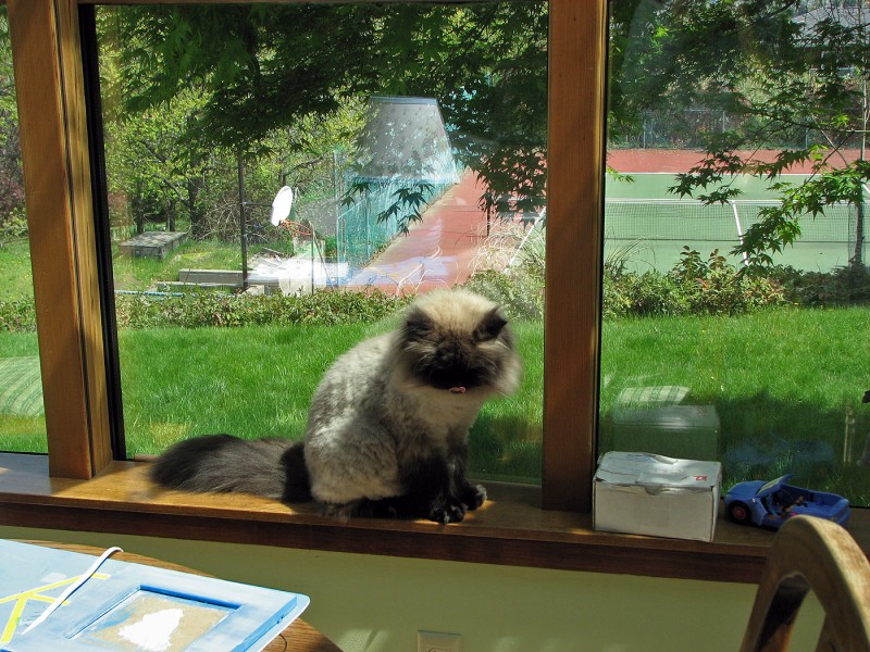 hank the cat