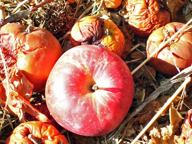 fall apples