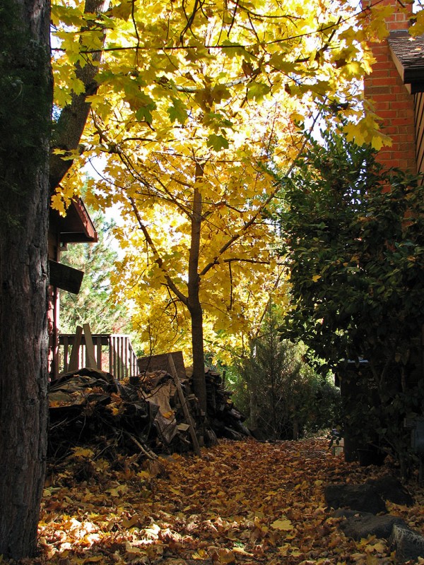 autumn leaves fall foliage wood pile