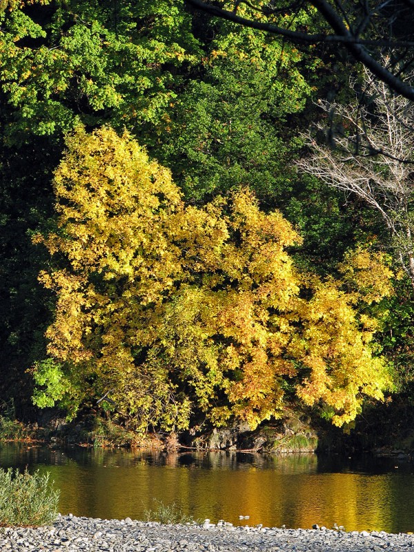 tree on the chetco river in fall